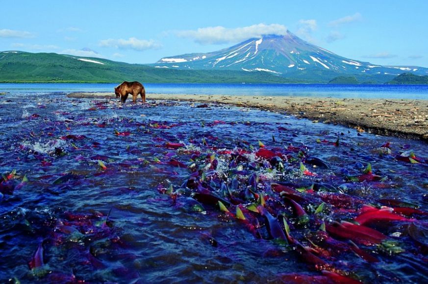 Рыба камчатского края фото