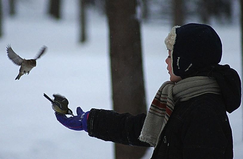 Кормил птиц во сне. Кормление птиц. Птичка зимой для детей. Мальчик зимой. Дети подкармливают птиц зимой.