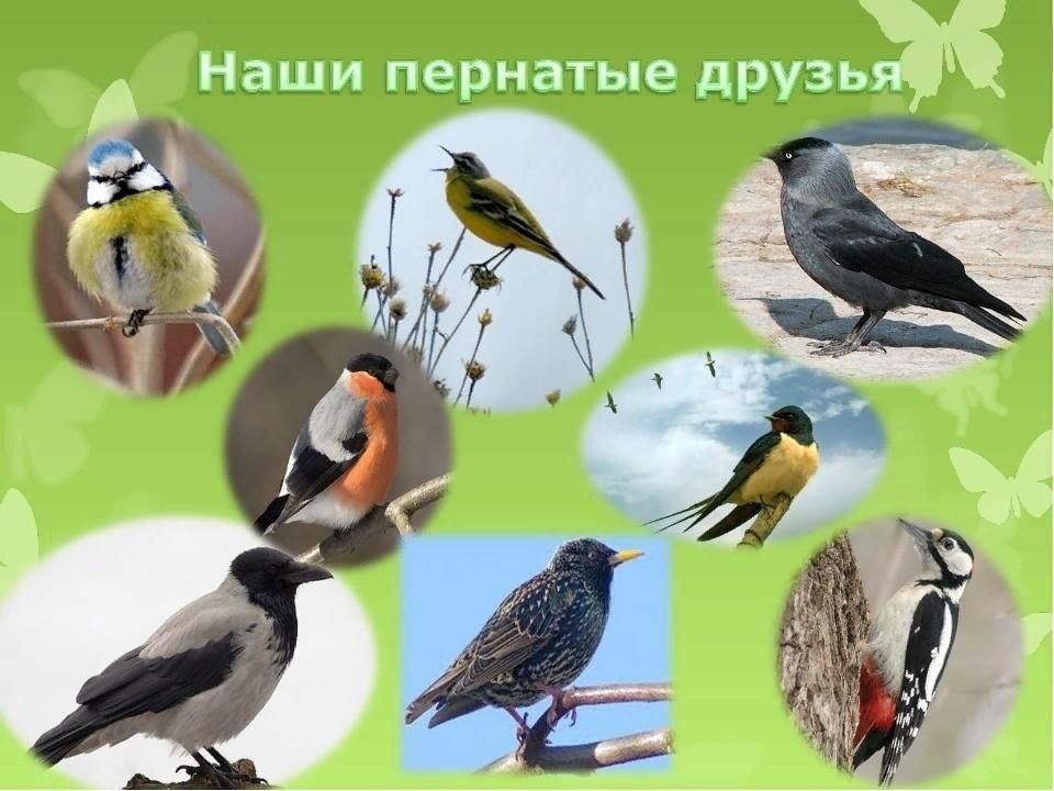 План встречаем весну и пернатых друзей