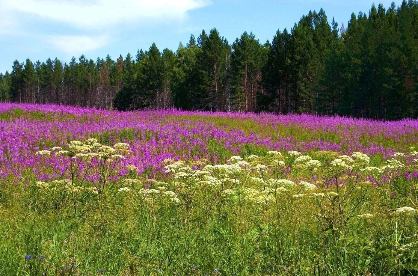 луга красивые места для