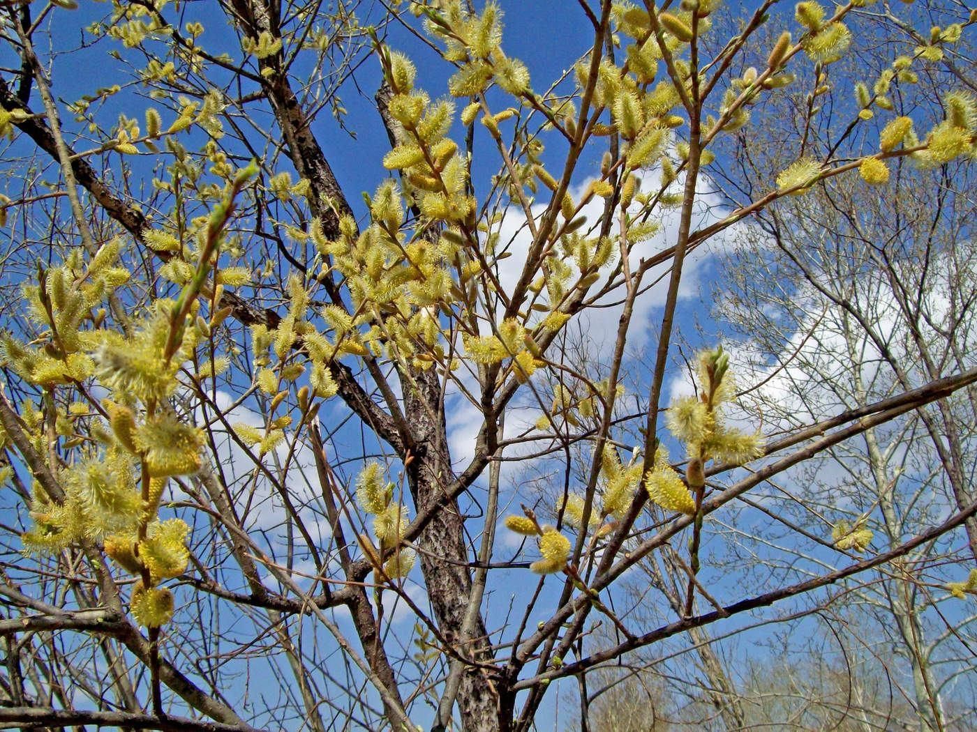 Дерево Верба в апреле