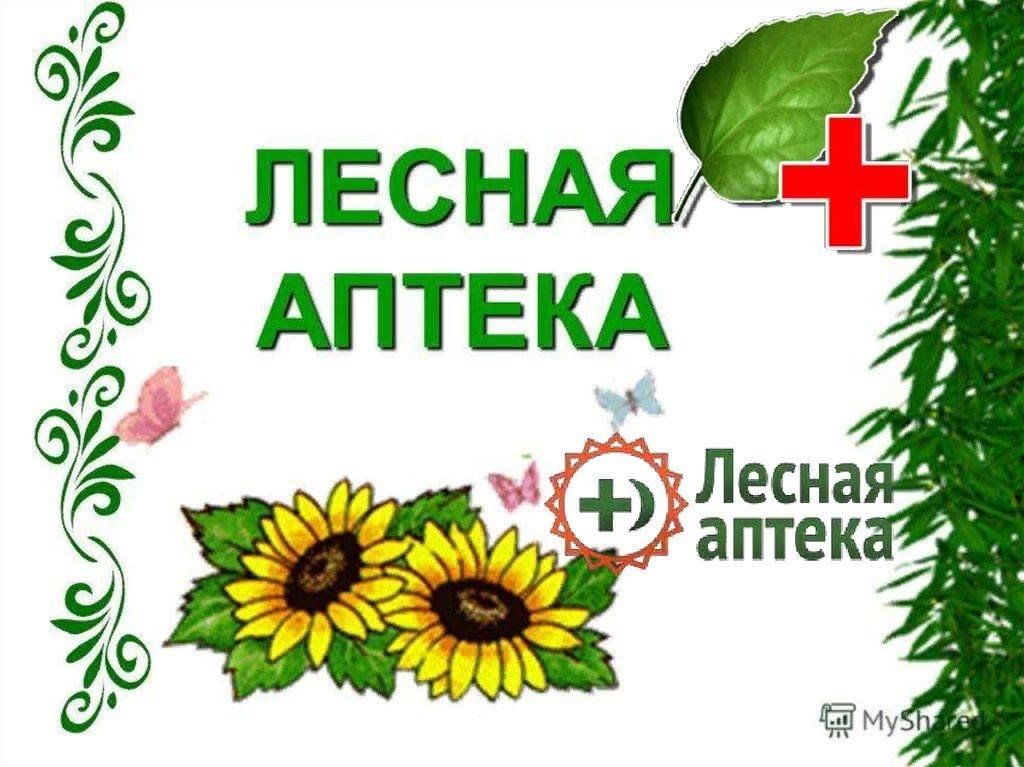 Зеленая аптека фото Зеленая аптека"Прогулка на природу 2023, Кукморский район - дата и место проведе