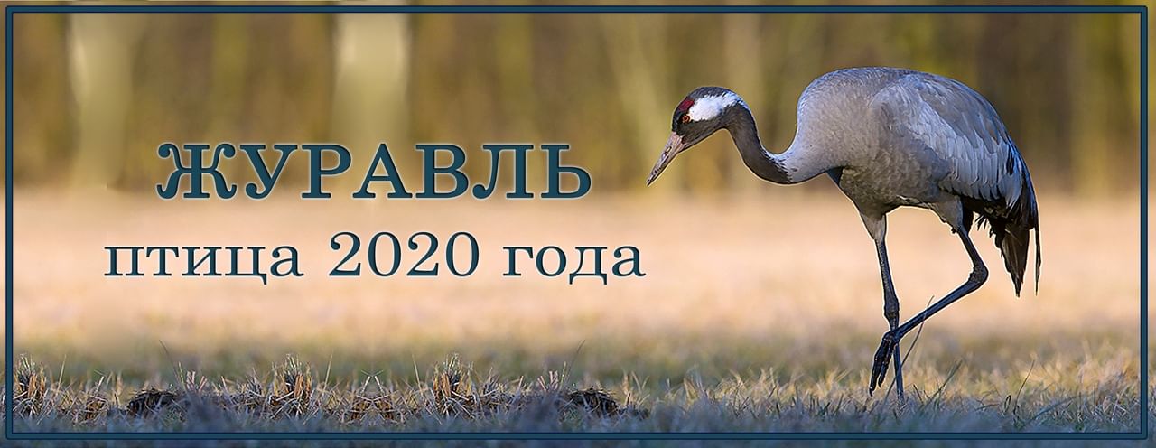 Птицы 2020. Птица года 2020 в России серый журавль. Год журавля 2020. Журавль птица года 2020 в России. Журавль символ 2020 года.