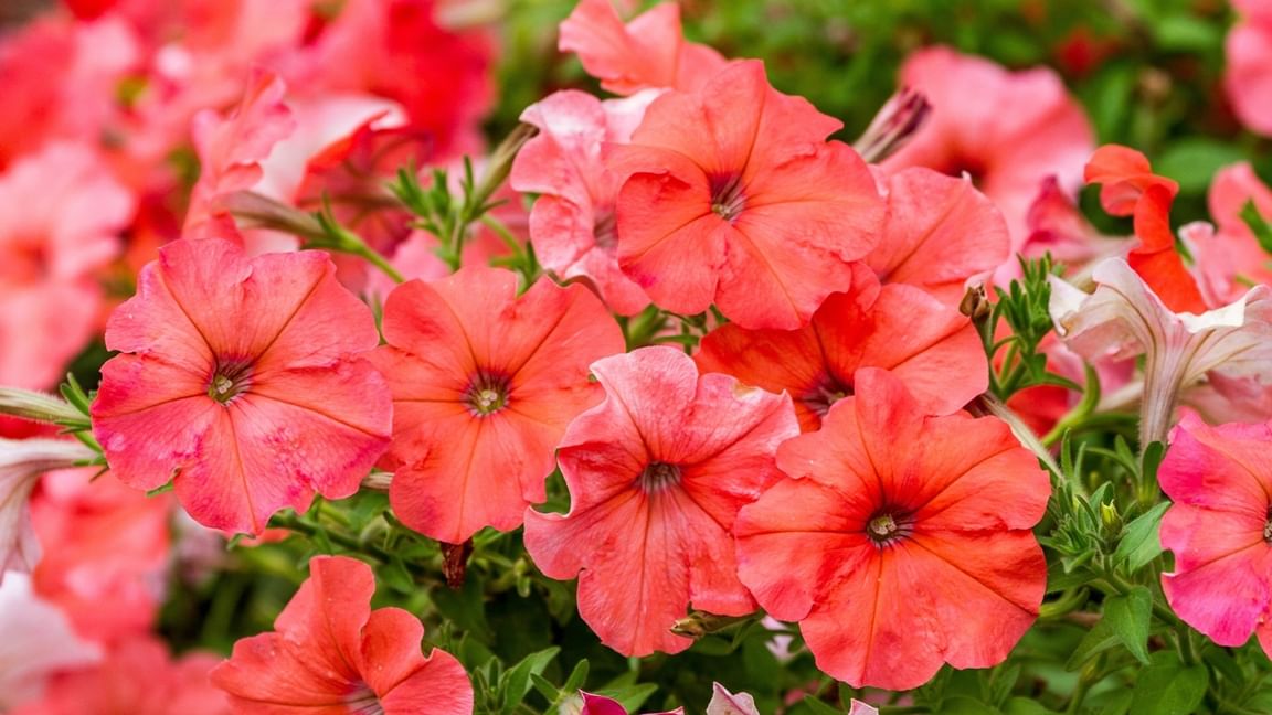 Купить семена Петуния мультифлора Дамаск Роуз (100 шт) в магазине Первые Семена 