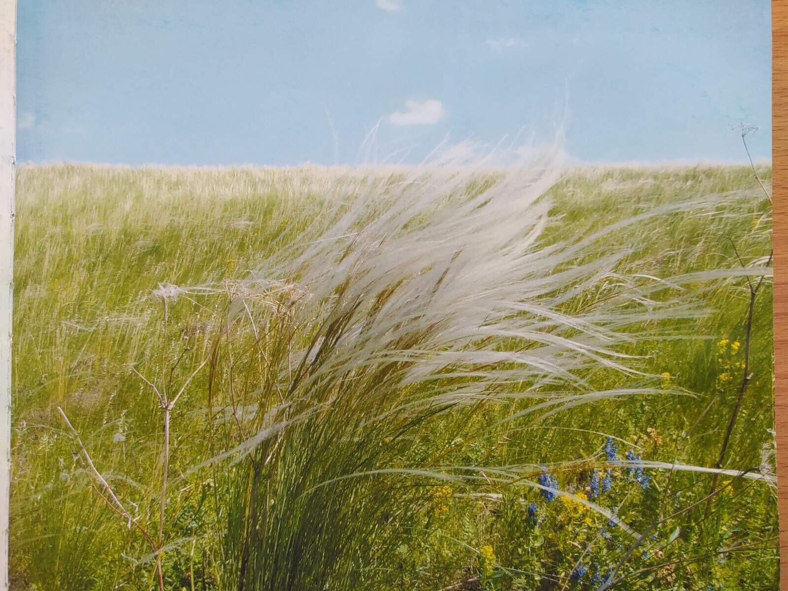 Ковыль Залесского Stipa Zalesskii