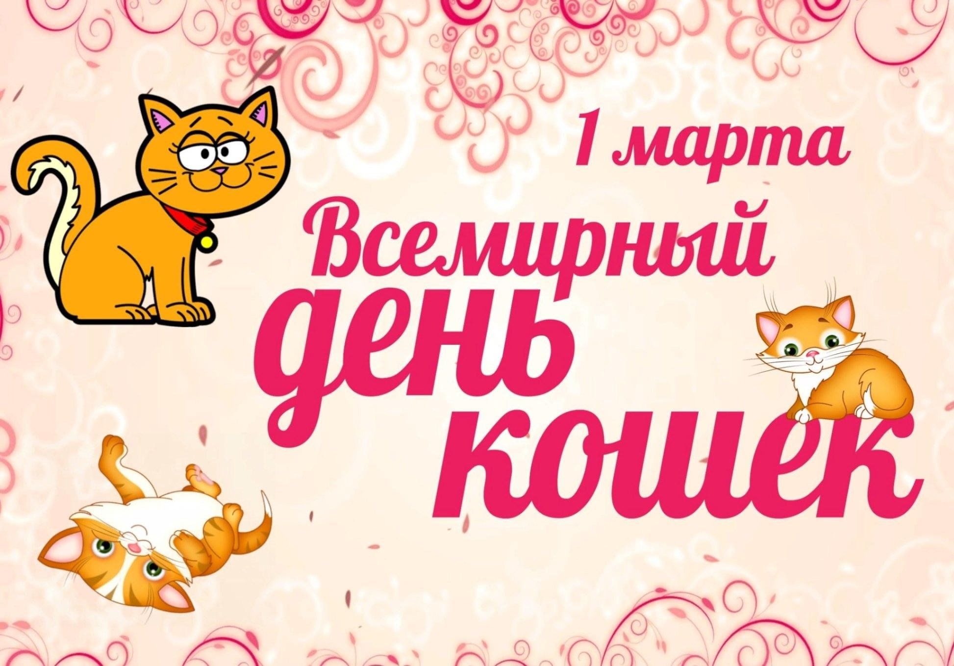 Один день кошки