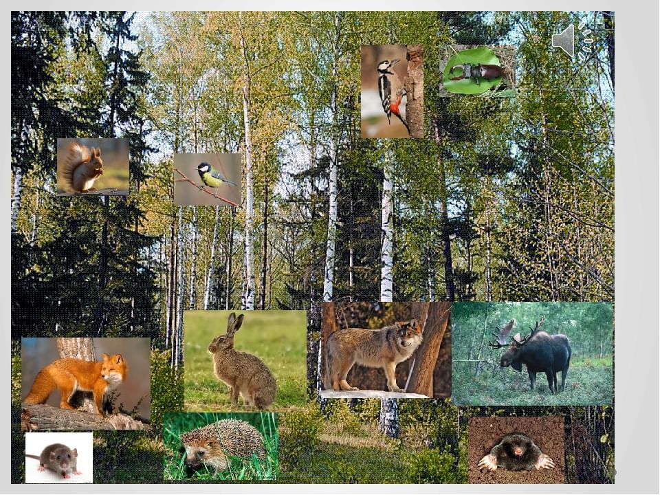 Природное сообщество животный мир. Животные леса. Лесные обитатели. Природное сообщество лес. Лес животные и растения.