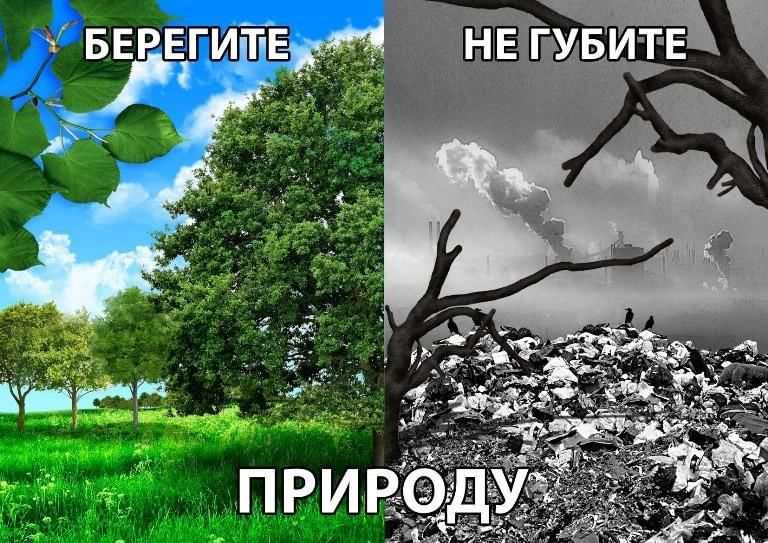 Не губите лес рисунок