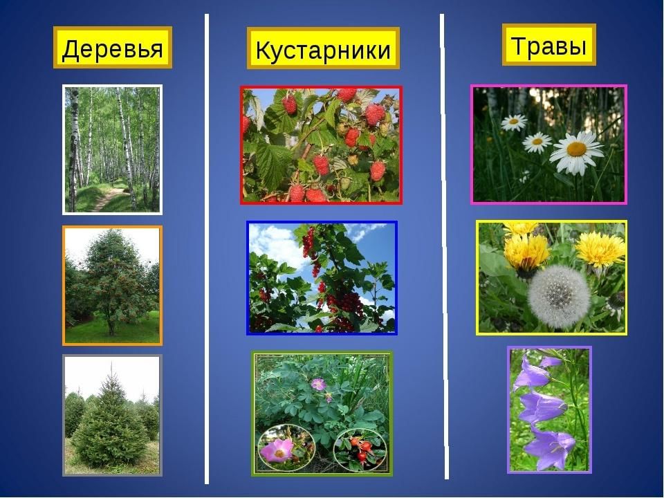 Растения кустарники названия и фото