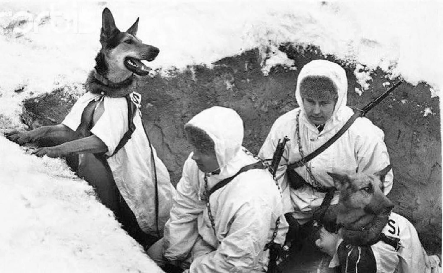 Фото собак в великую отечественную войну