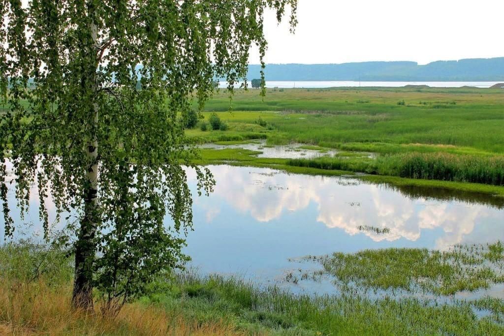 Поселок родные края. Панинский заповедник. Родная. Моя Родин Россия проект Панинский район. Зов Родины.