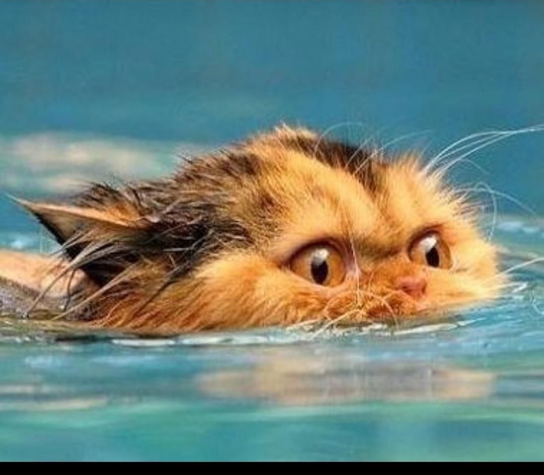 Cat swim