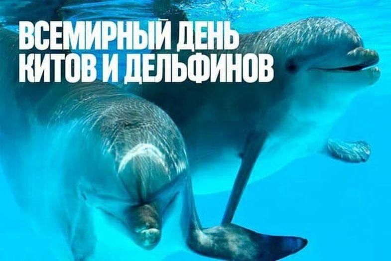 23 июля всемирный день китов и дельфинов картинки