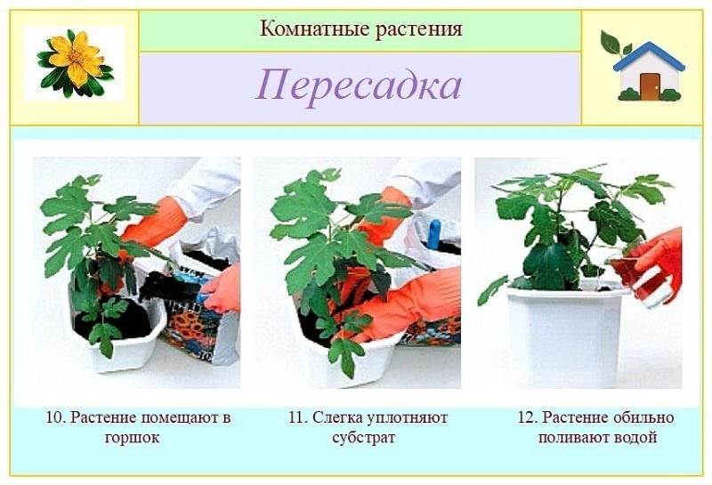 Пересадка определение. Перевалка комнатных растений. Пересадка и перевалка комнатных растений. Алгоритм пересадки комнатных растений. Пересадка комнатных растений этапы.