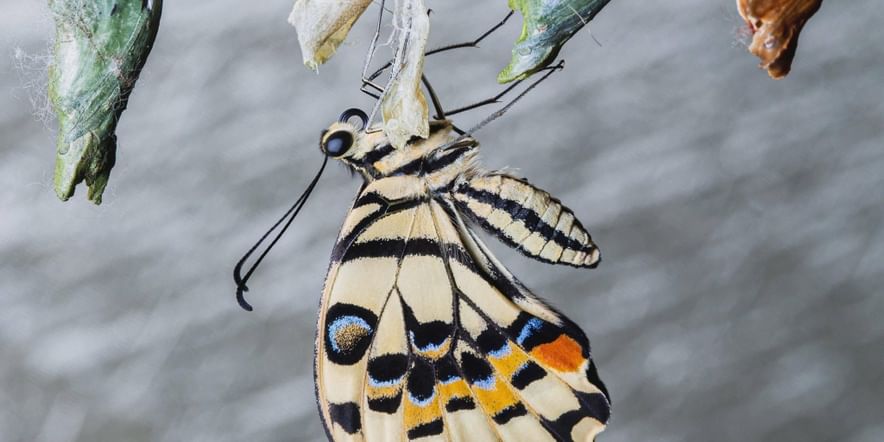 Основное изображение для события Выставка «Сад живых тропических бабочек»