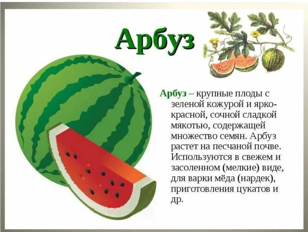 Какой день арбуза. Рассказ про Арбуз. Описание арбуза. Доклад про Арбуз. Арбуз описание для детей.