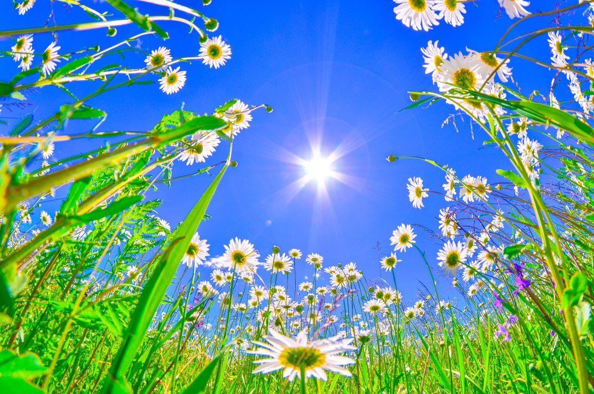 картинки лето солнце цветы