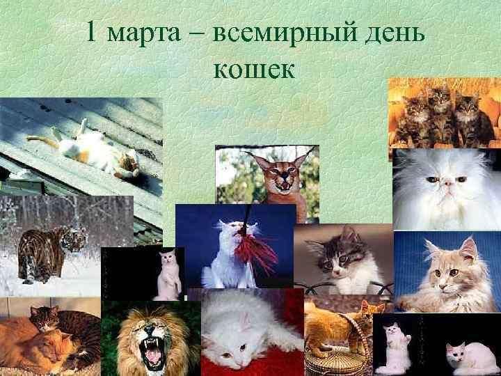 День кошек презентация для детей. Всемирный день кошек. Всемирный день кошек презентация для начальной школы.