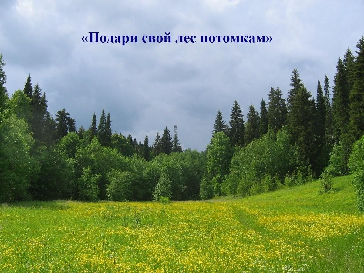 Поляна в лесу