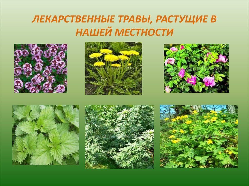 4 примера лекарственных растений Полезные травы родной земли. 2021, Балтасинский район - дата и место проведения,