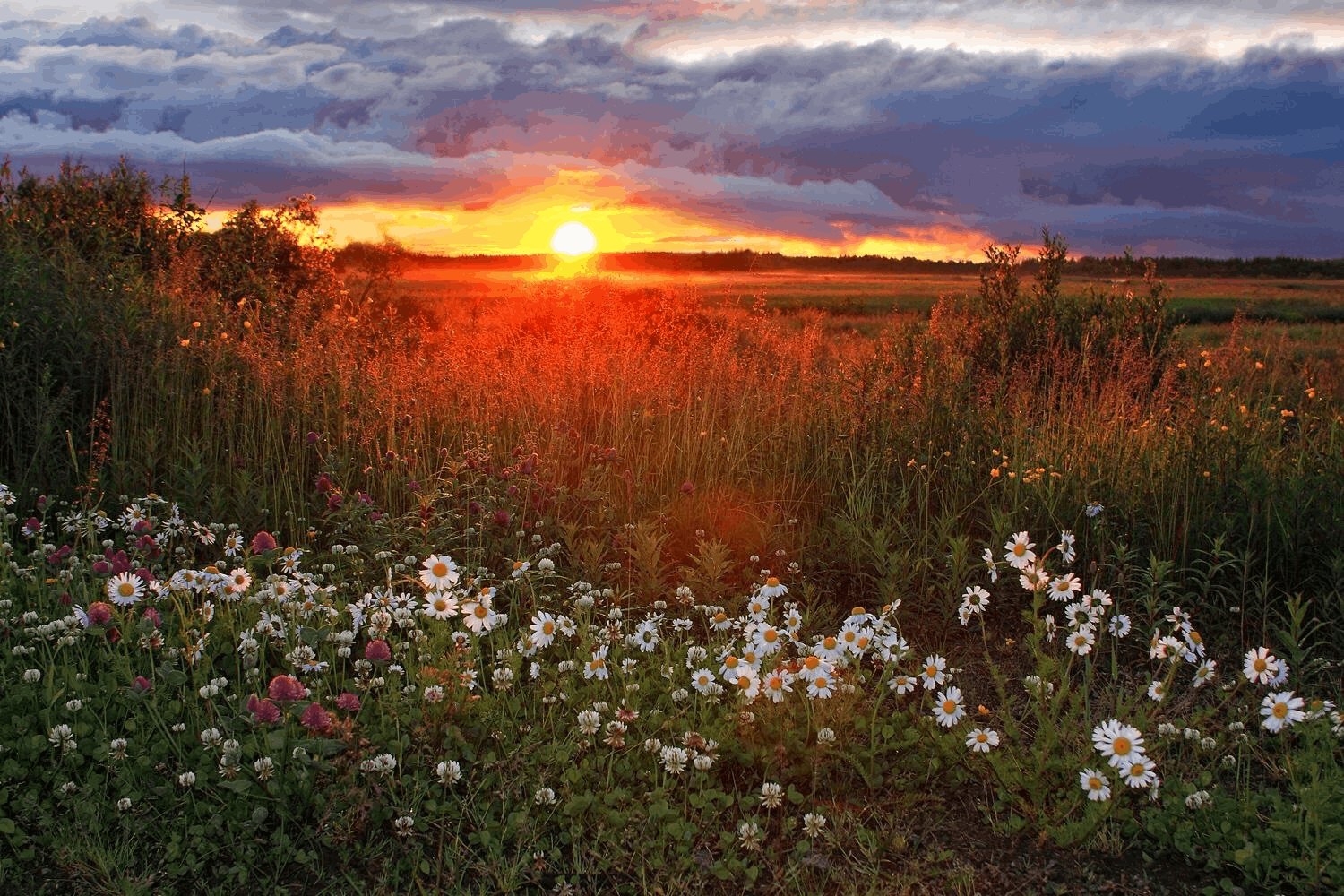 Луг в росе