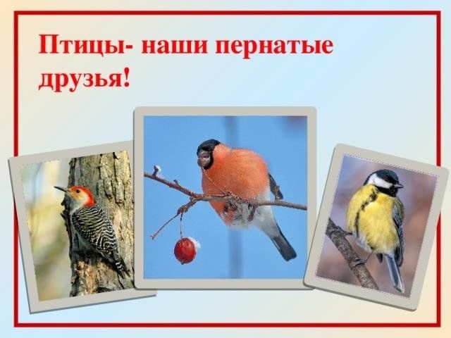 Картинка пернатые друзья