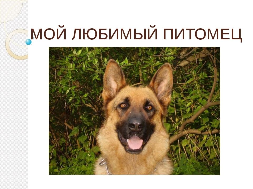 Проект мое домашнее животное собака