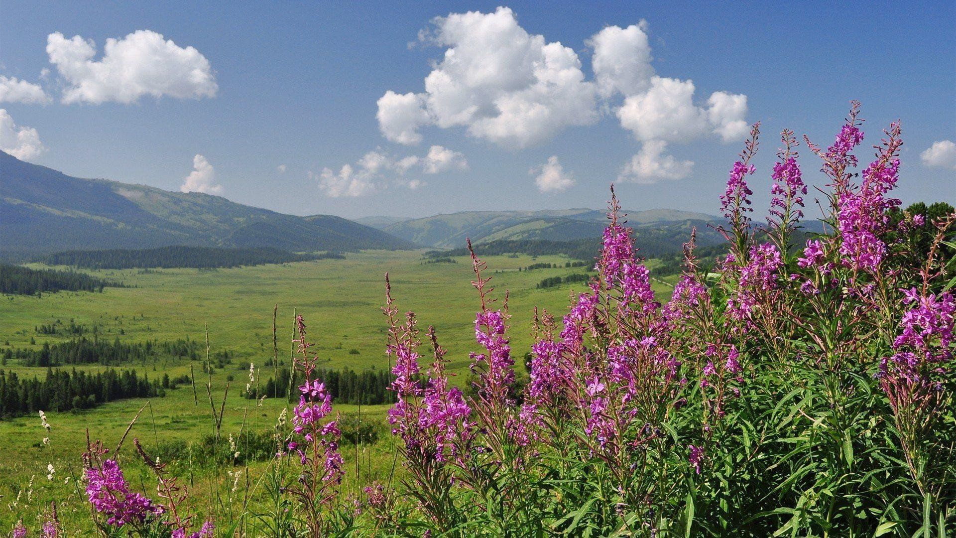 Полевые цветы забайкалья фото и название