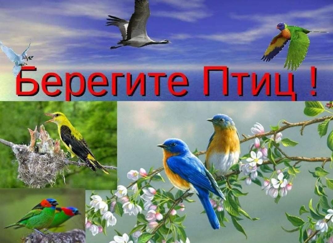 Песня ко дню птиц. День птиц. Международный день птиц. Международный день птиц заставка. Международный день птиц дети.