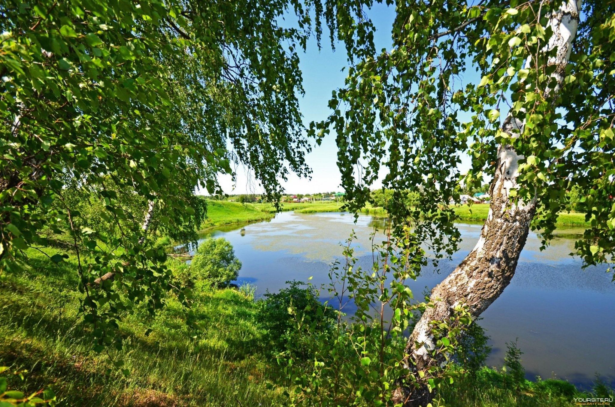 Фото россии красивые места с березами