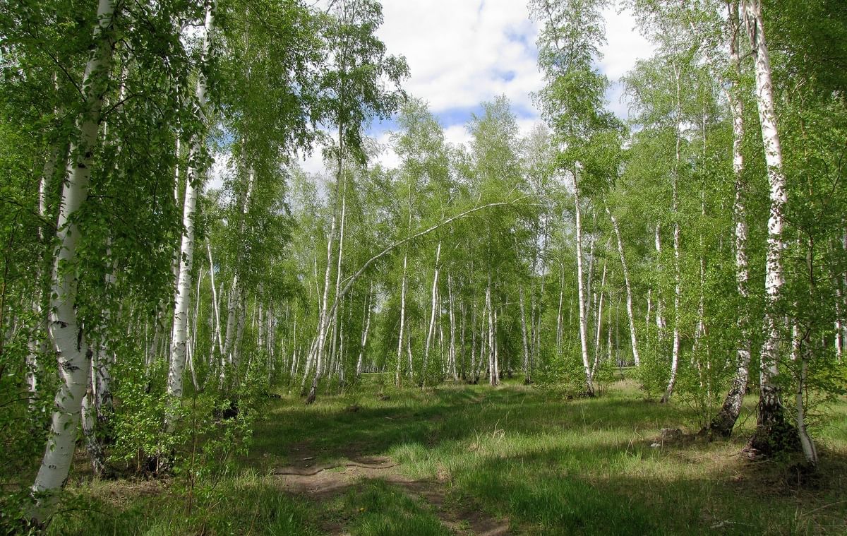 Класс омская область. Родной край. Природа родного края. Природа нашего края. Лес родного края.