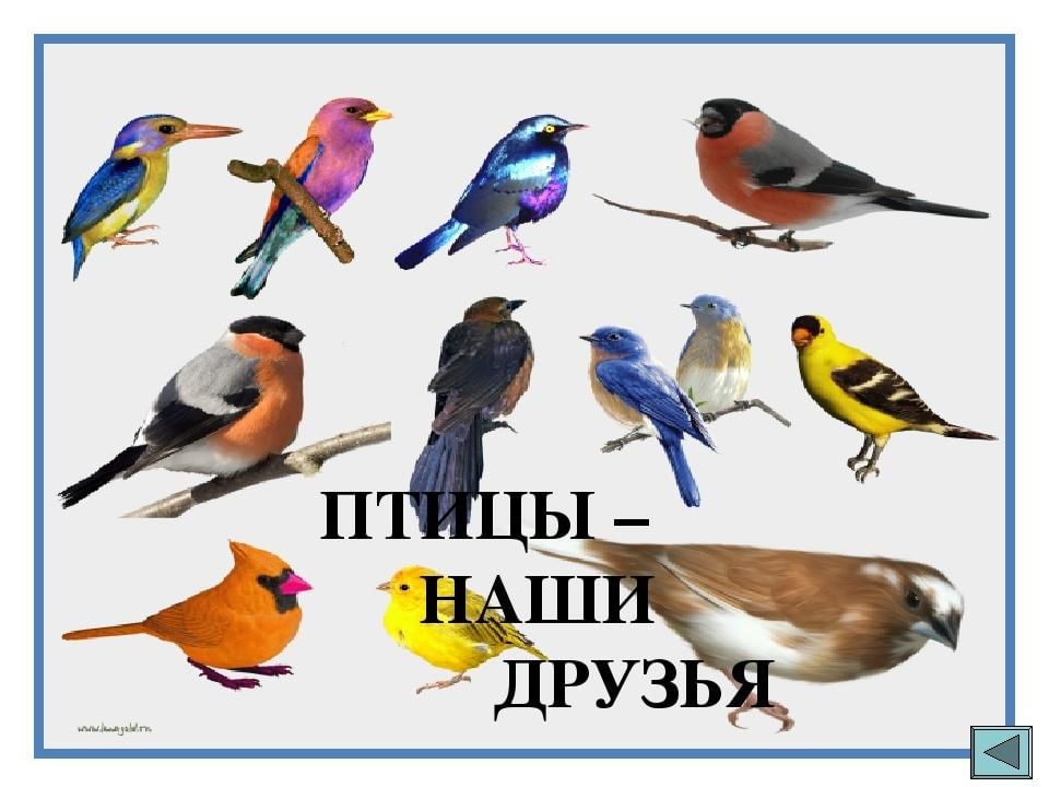 Птицы наши друзья картинки