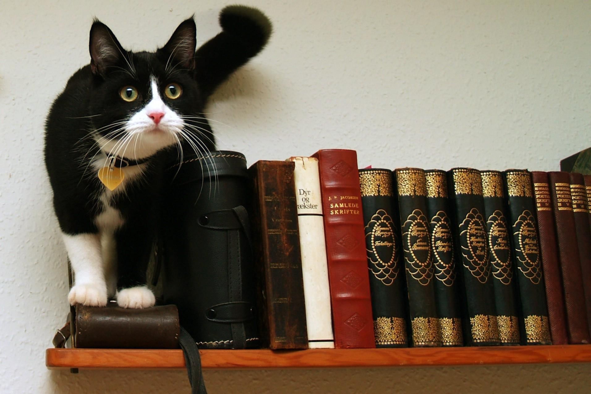 Cat reader. Коты и книги. Кот с книгой. Кот на книжной полке. Кот библиотекарь.