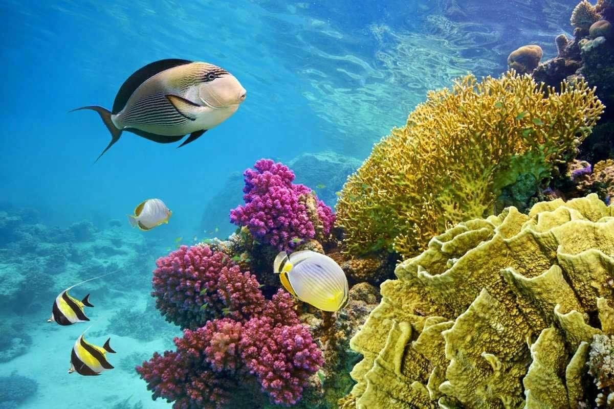 Египет красное море фото