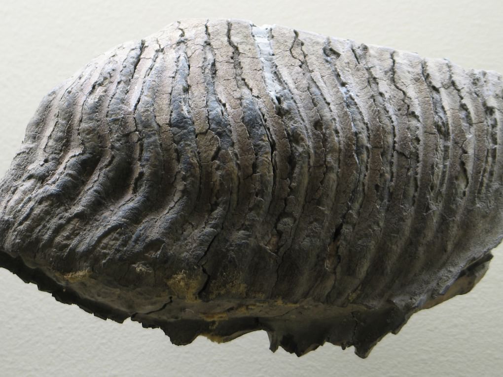 Зуб Mammuthus sp. Палеонтологический музей им. Ю.А. Орлова, Москва