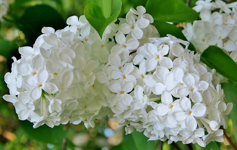 Красивые цветы фото сирень белая