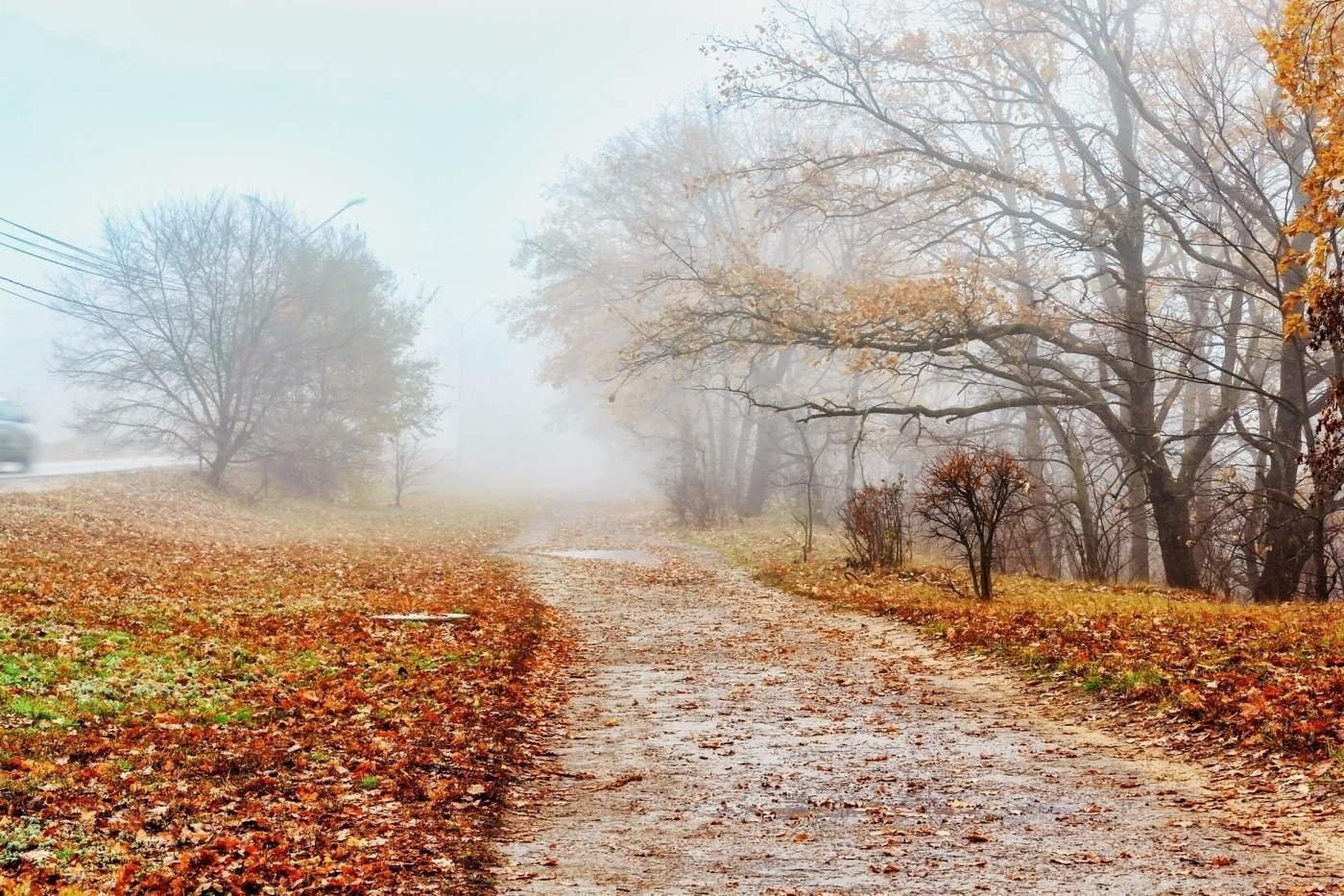 Осень бывает ранняя и поздняя