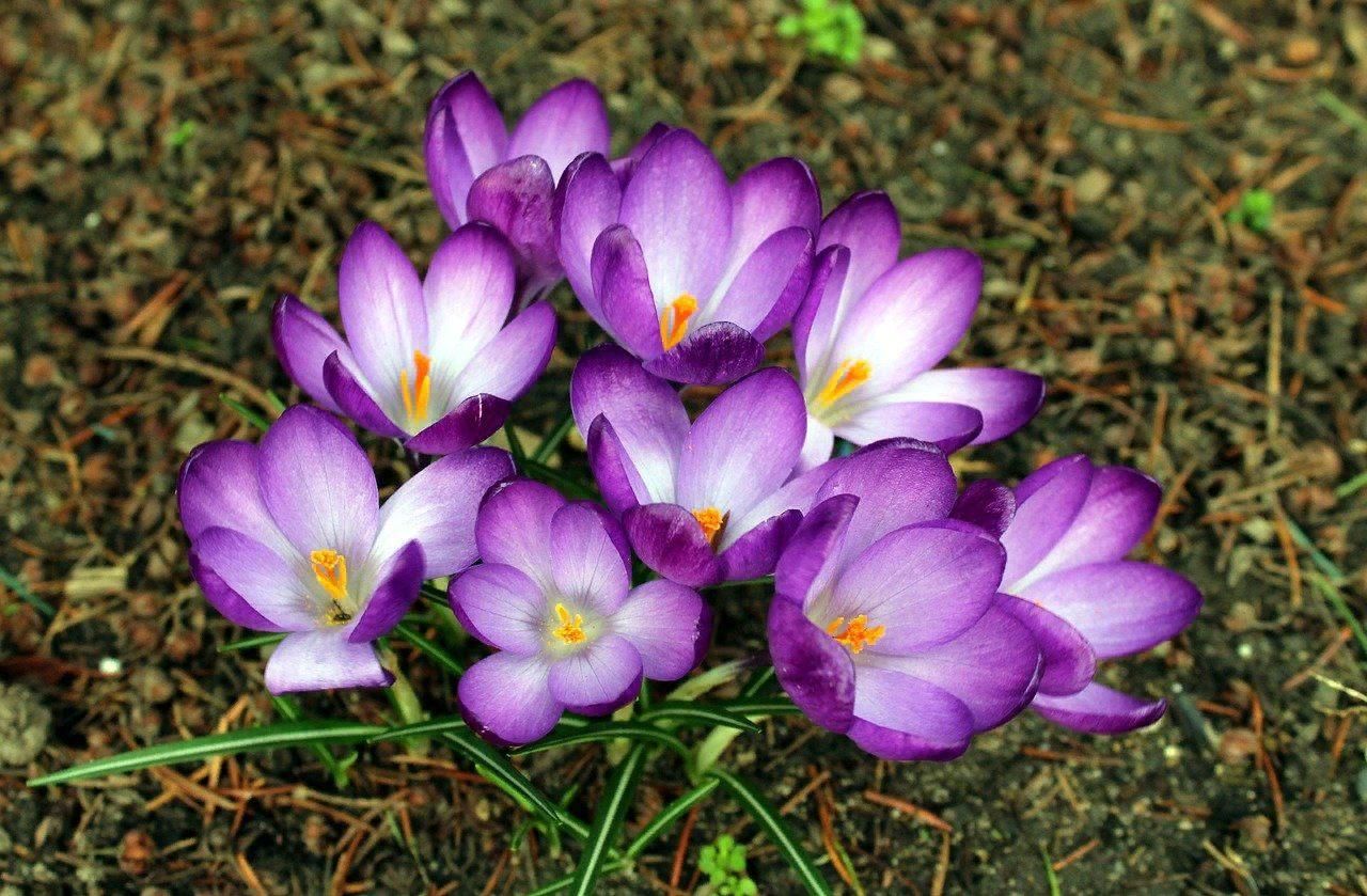 Шафран 13. Крокус Блюберд. Весенний Шафран Шафран. Saffron Crocus sativus Flower. Крокус весенний Pickwick.