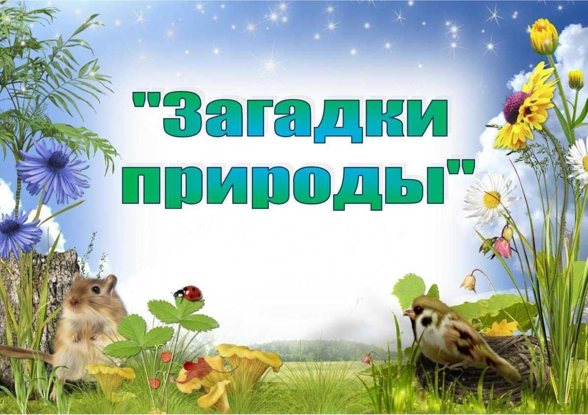 Экологическая игра знатоки природы. Загадки о живой природе. Загадки о природе для детей. Загадки для детей о живой природе.