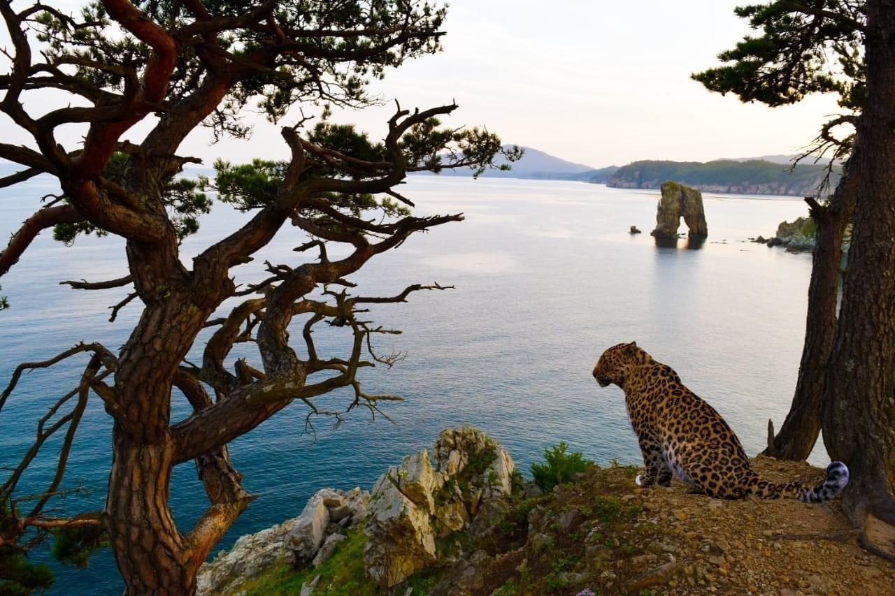 Национальный парк земля леопарда Владивосток