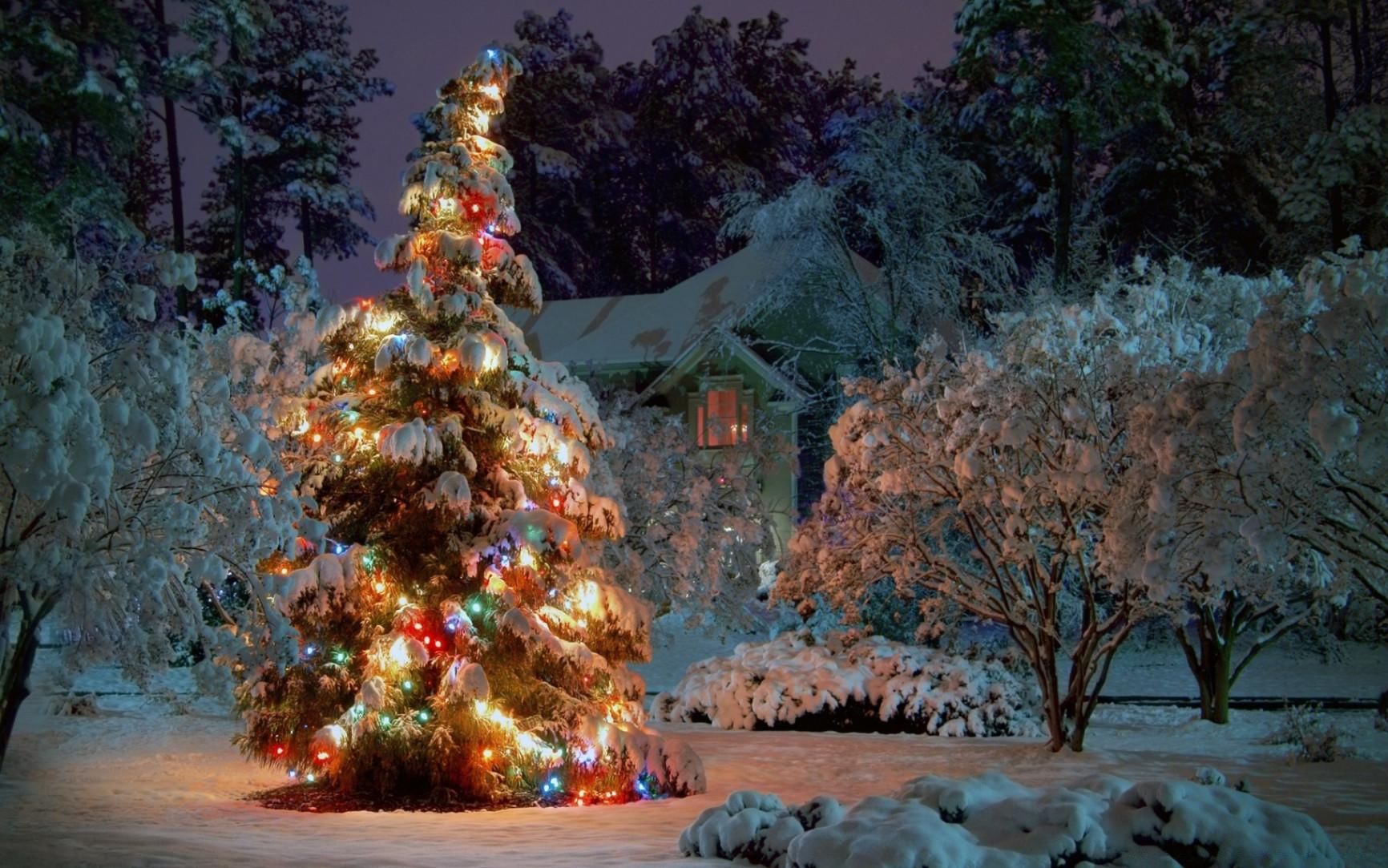 Holiday trees. Holiday trees. Нарядная елка. Holiday trees. Елка эвергрин классик заснеженная 228 см высота.