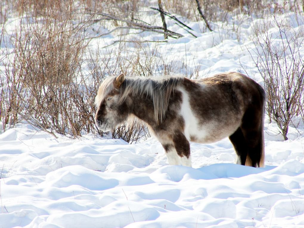 Якутская лошадь. Фотография: Валерий Осипов / фотобанк «Лори»