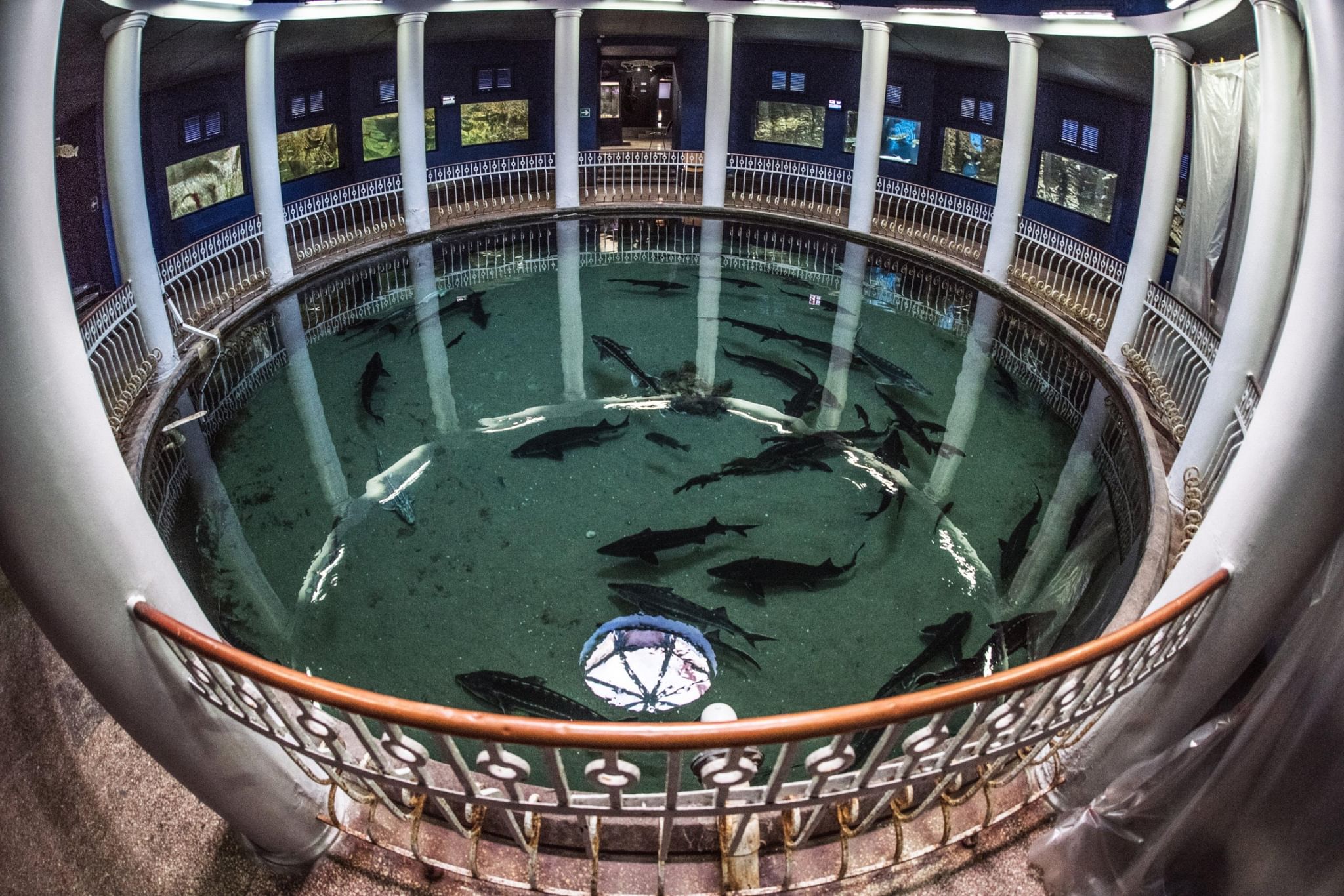 Севастополь аквариум музей