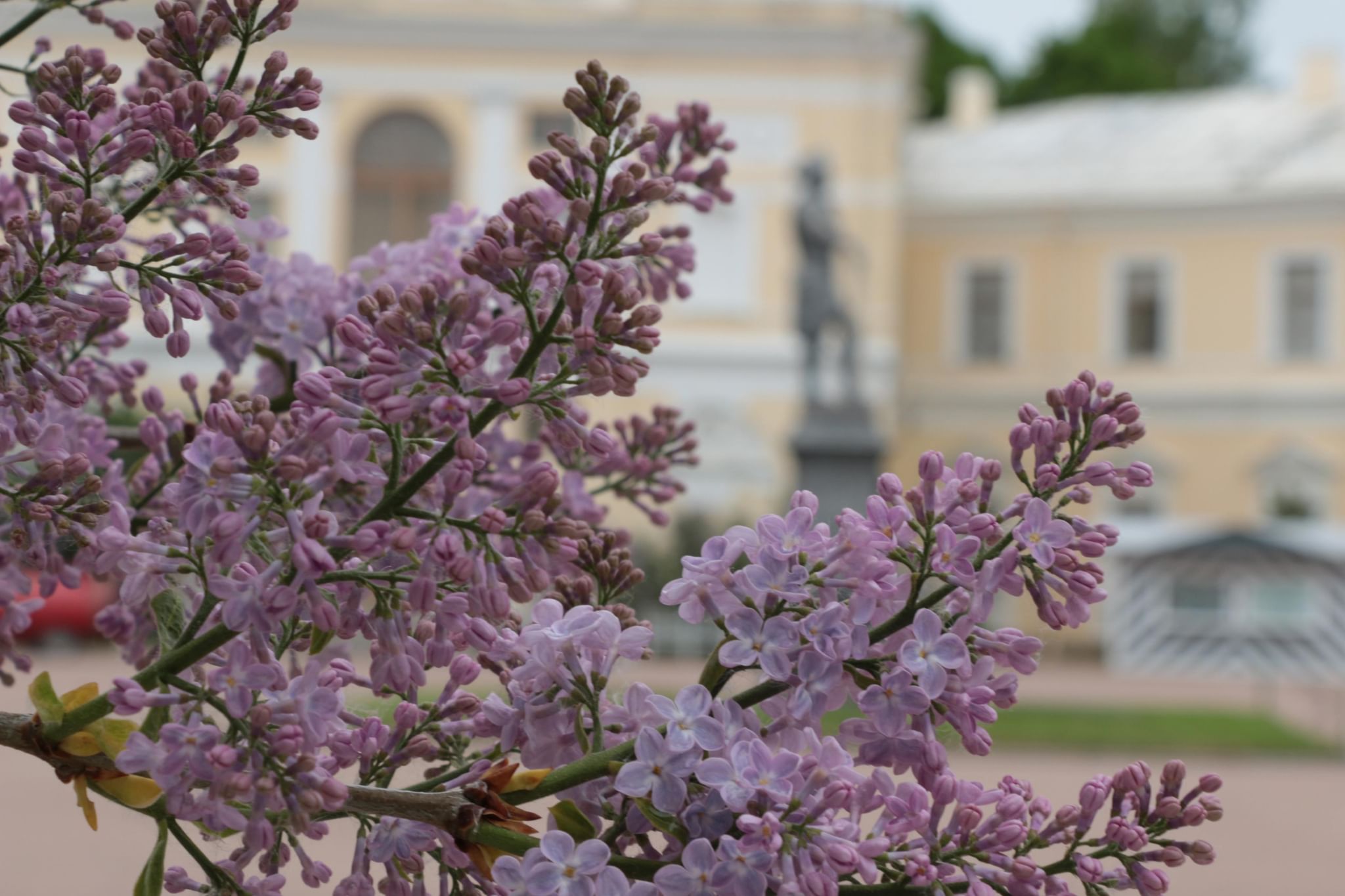 санкт петербург сирень