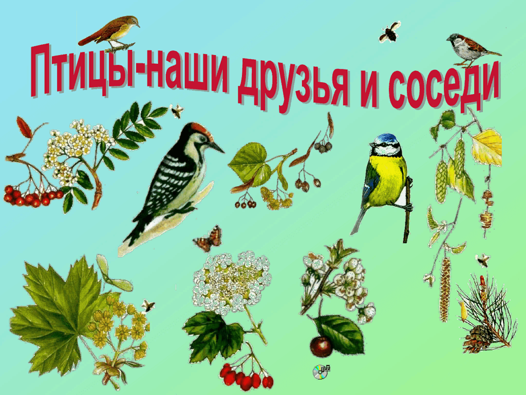 Птицы наши друзья презентация