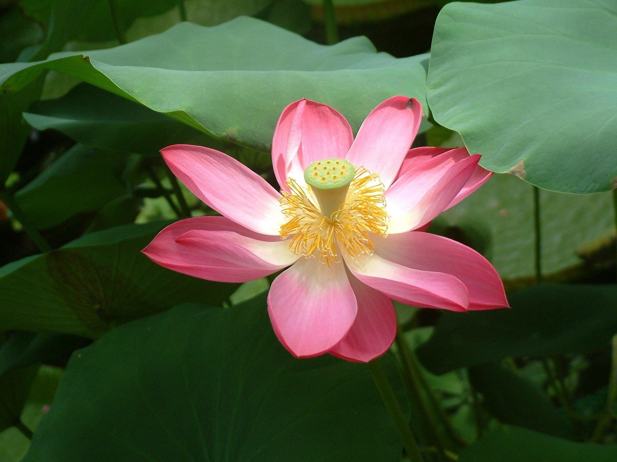 Фото растений из красной книги. Лотос орехоносный. Лотос орехоносный Nelumbo nucifera. Лотос орехоносный красная. Ло́тос орехоно́сный (лат. Nelumbo nucifera).