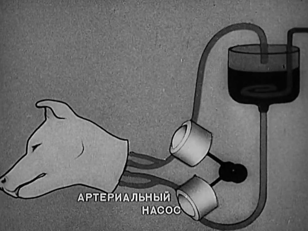 Кадр из научно-популярного фильма Давида Яшина «Опыты по оживлению организма» (1940)