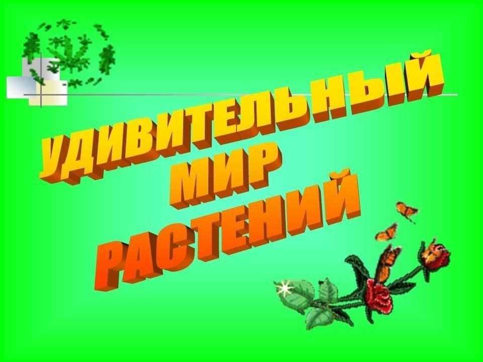 Презентация удивительный мир растений