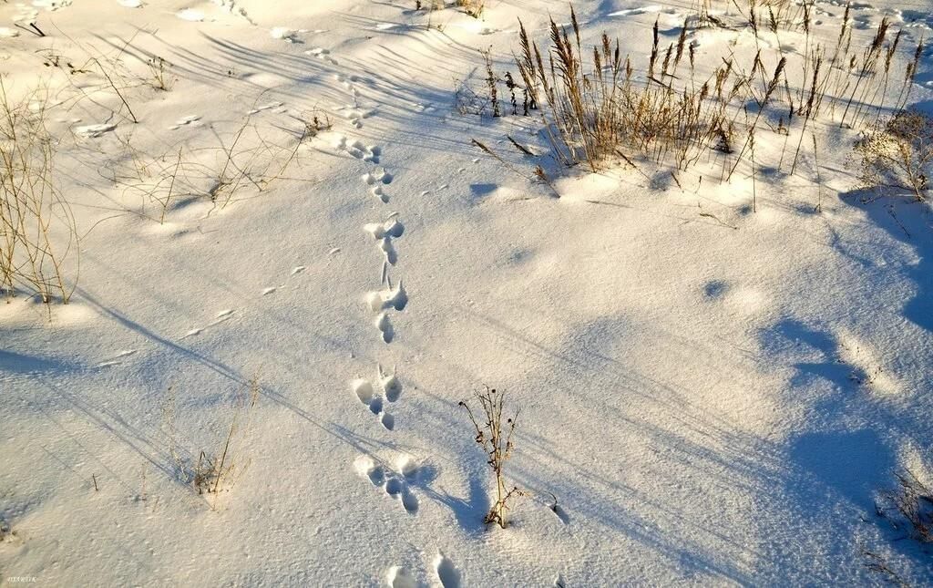 Заячьи и лисьи следы на снегу. Следы зайца русака. Следы зайца беляка. Следы зайца русака на снегу. Заячьи следы.