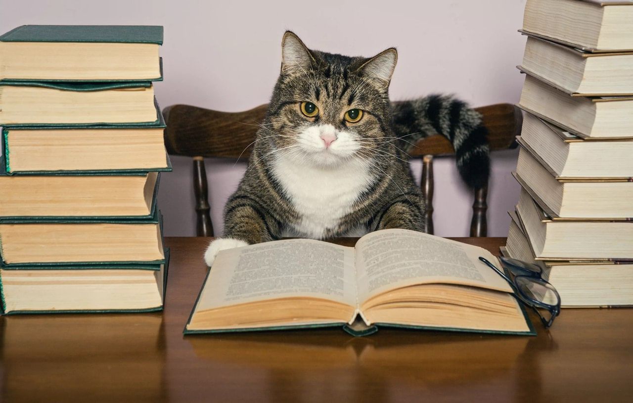 Кот читает